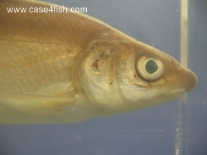 Foto Galerie/Cypriniformes/Cyprinidae/Vimba vimba/Vimba vimba_06_S.jpg